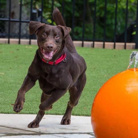 Enlarge Max 22250, a Adoptable Chocolate Labrador Retriever in Cumming, GA image 4/6