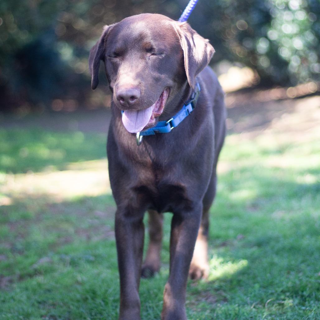 Enlarge Max 22250, a Adoptable Chocolate Labrador Retriever in Cumming, GA image 5/6