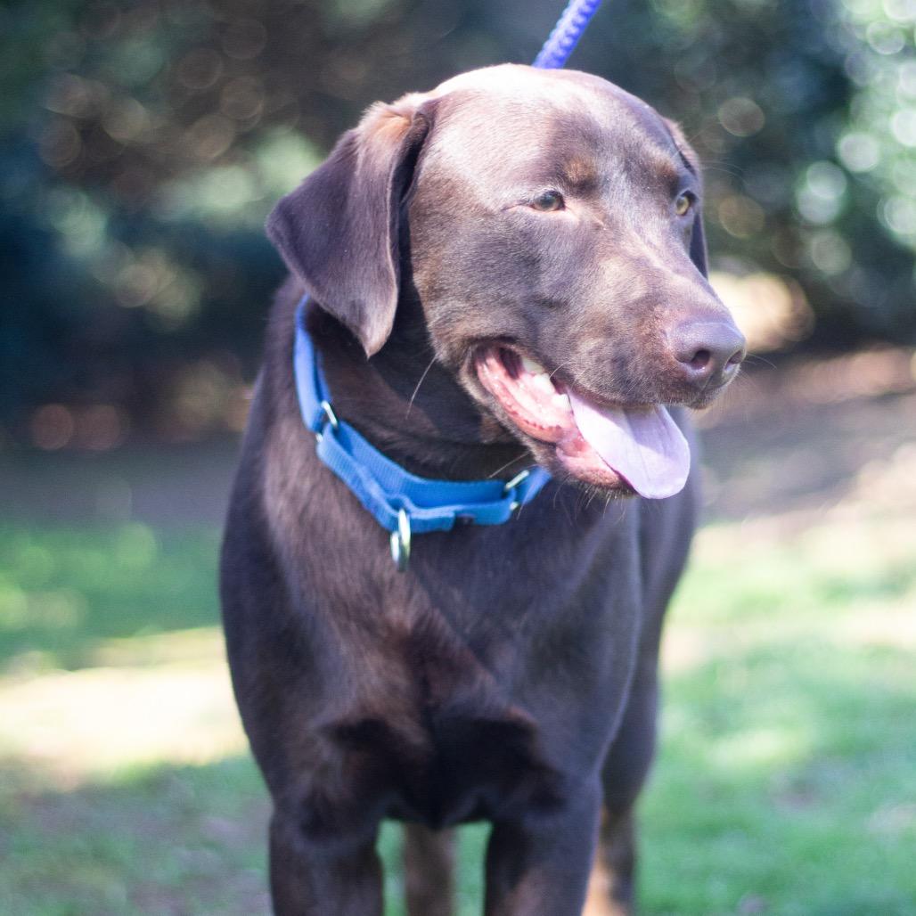 Enlarge Max 22250, a Adoptable Chocolate Labrador Retriever in Cumming, GA image 6/6