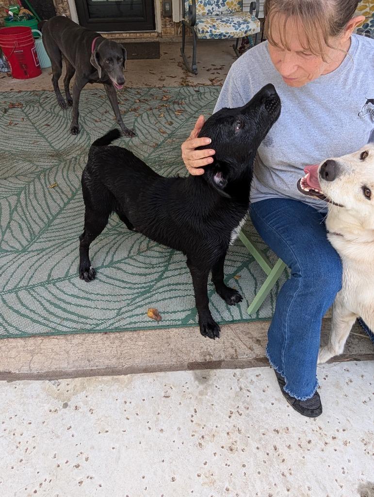 Enlarge Jewel, a Adoptable Labrador Retriever in Arlington, TX image 1/6
