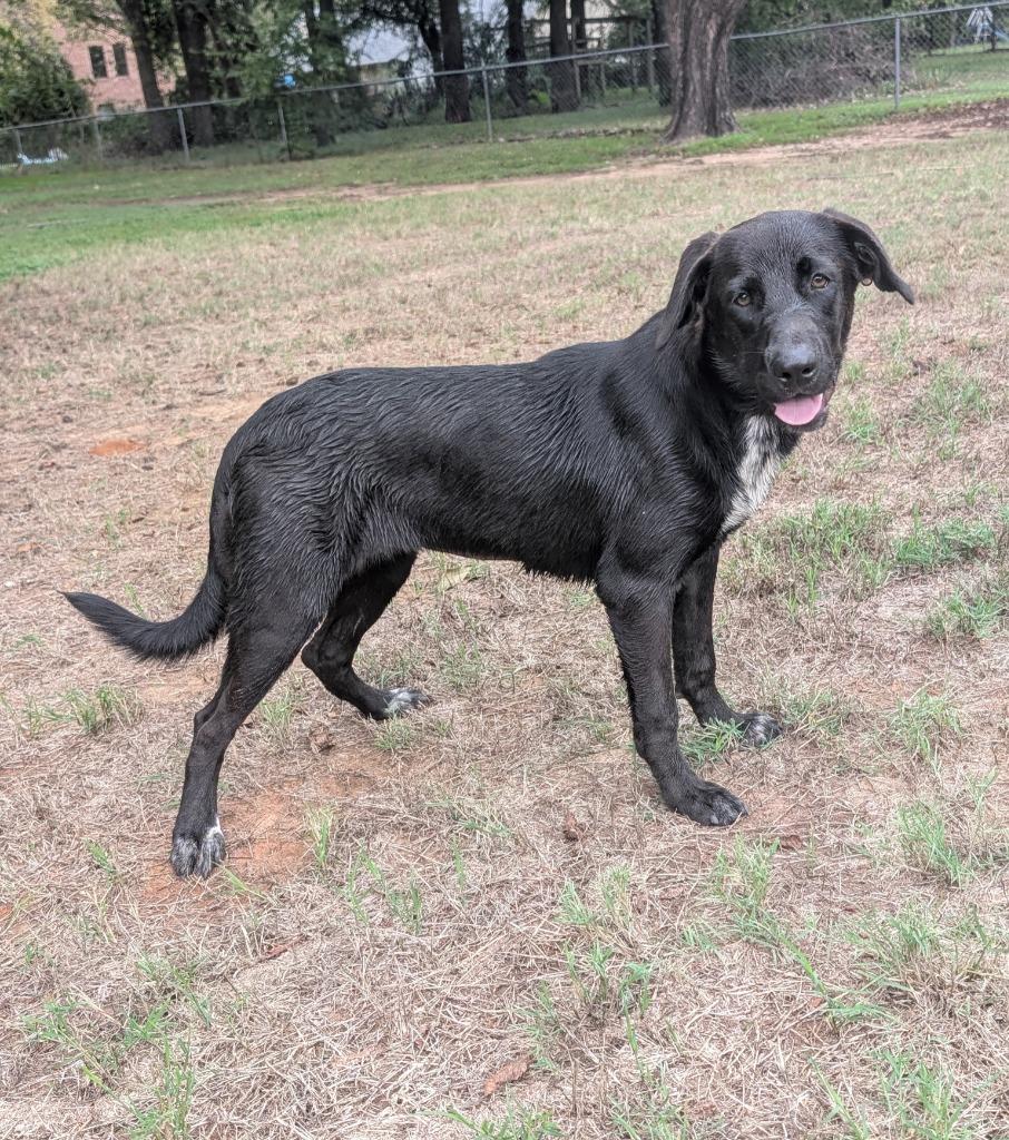 Enlarge Jewel, a Adoptable Labrador Retriever in Arlington, TX image 2/6