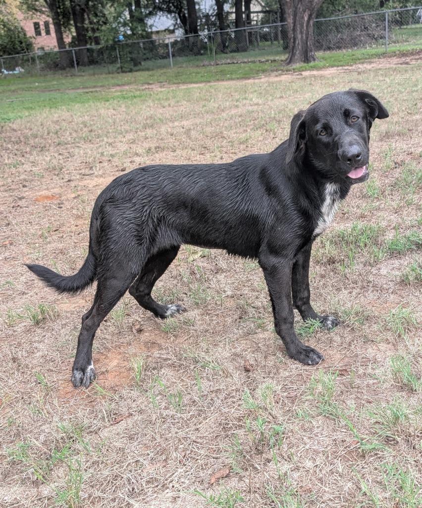 Enlarge Jewel, a Adoptable Labrador Retriever in Arlington, TX image 3/6