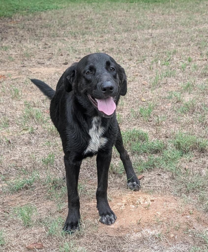Enlarge Jewel, a Adoptable Labrador Retriever in Arlington, TX image 4/6