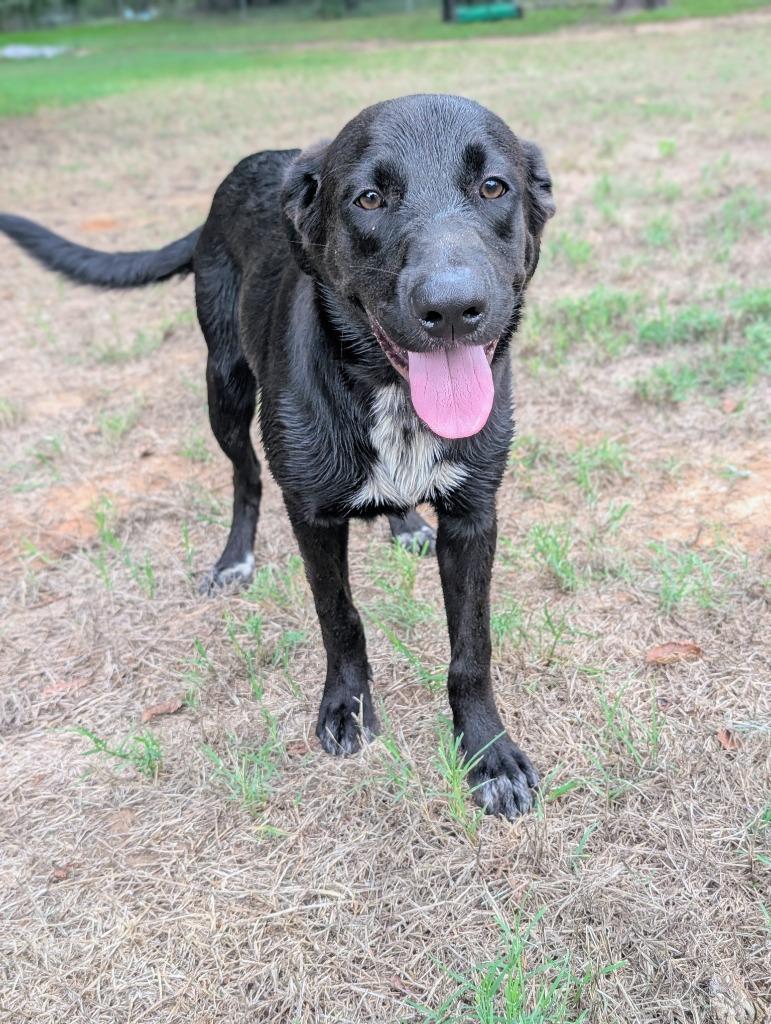 Enlarge Jewel, a Adoptable Labrador Retriever in Arlington, TX image 5/6