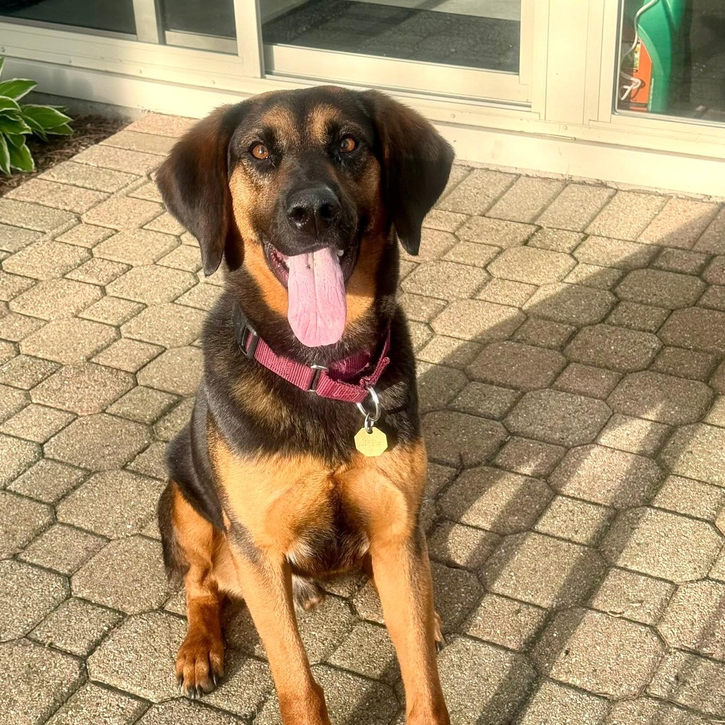 Tex , adoptable, Adult Male Bloodhound.