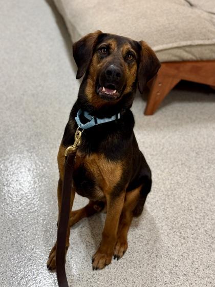 Enlarge Tex , a ADOPTABLE mixed breed in Downers Grove, IL image 3/3