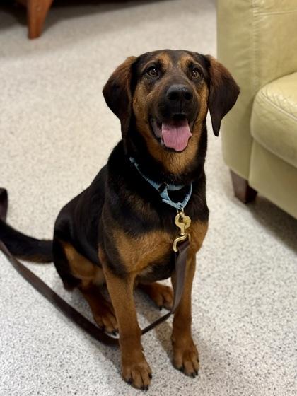 Enlarge Tex , a ADOPTABLE mixed breed in Downers Grove, IL image 2/3