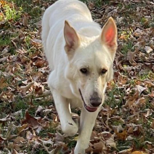 Enlarge Enya, a Adoptable White German Shepherd in Farmersville, OH image 1/5