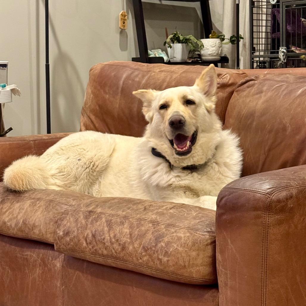 Enlarge Enya, a Adoptable White German Shepherd in Farmersville, OH image 2/6