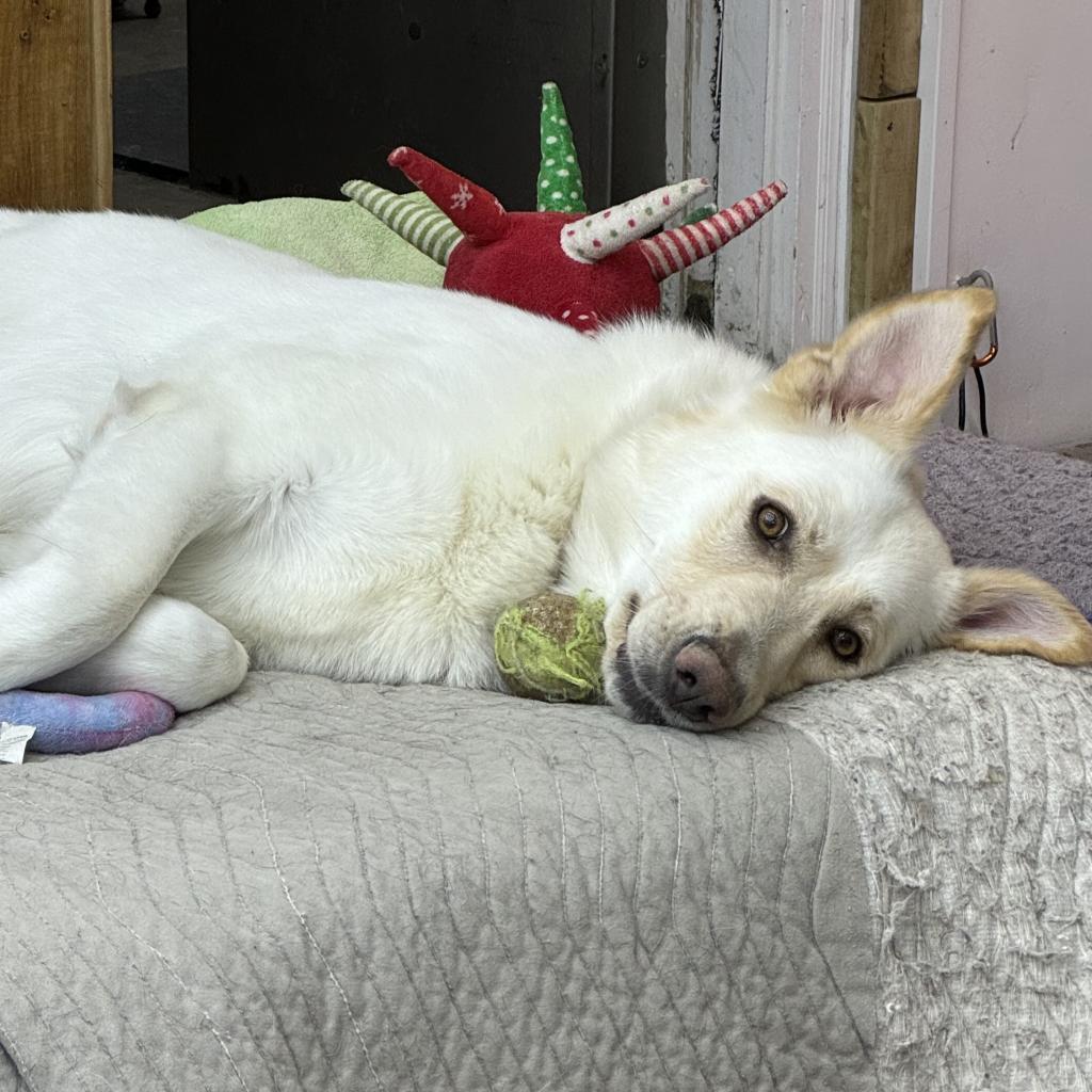 Enlarge Enya, a Adoptable White German Shepherd in Farmersville, OH image 2/5