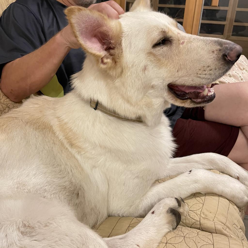 Enlarge Enya, a Adoptable White German Shepherd in Farmersville, OH image 3/5