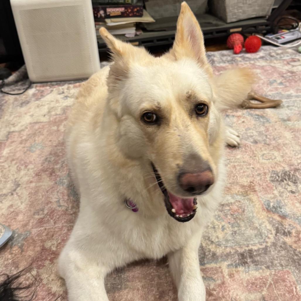 Enya, a Adoptable German Shepherd Dog in Farmersville, OH image 4/6