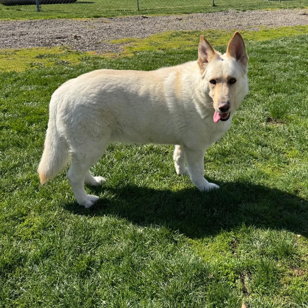 Enlarge Enya, a Adoptable White German Shepherd in Farmersville, OH image 4/5