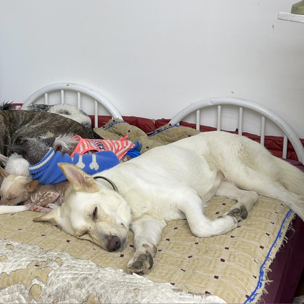 Enlarge Enya, a Adoptable White German Shepherd in Farmersville, OH image 5/5