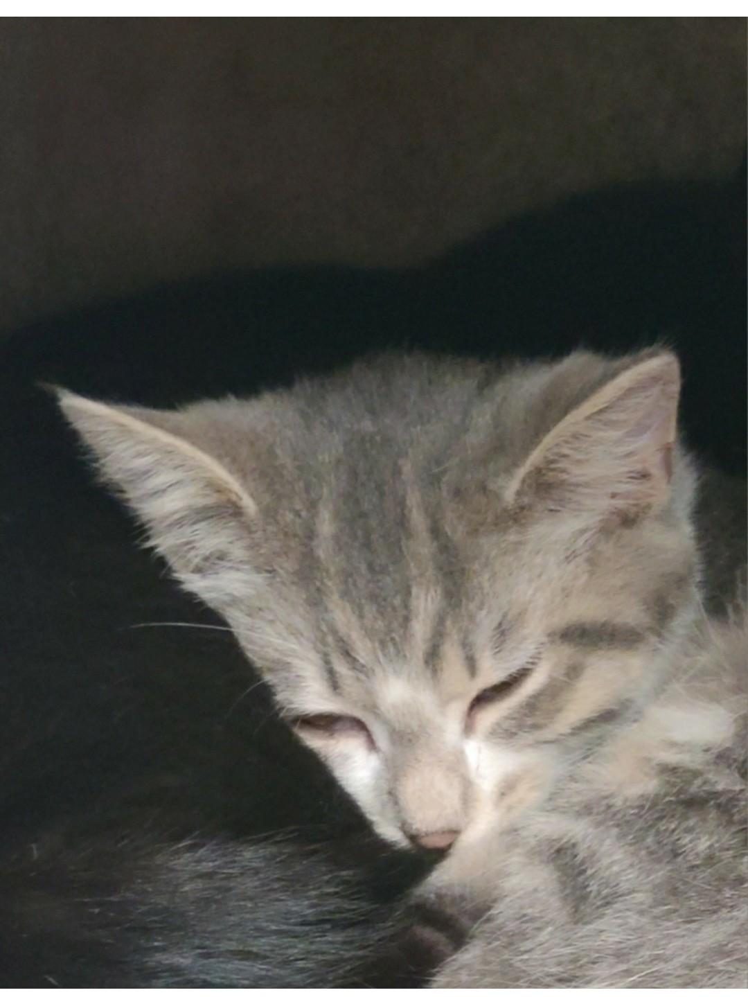 Louise, Adoptable, Young Female Domestic Short Hair.