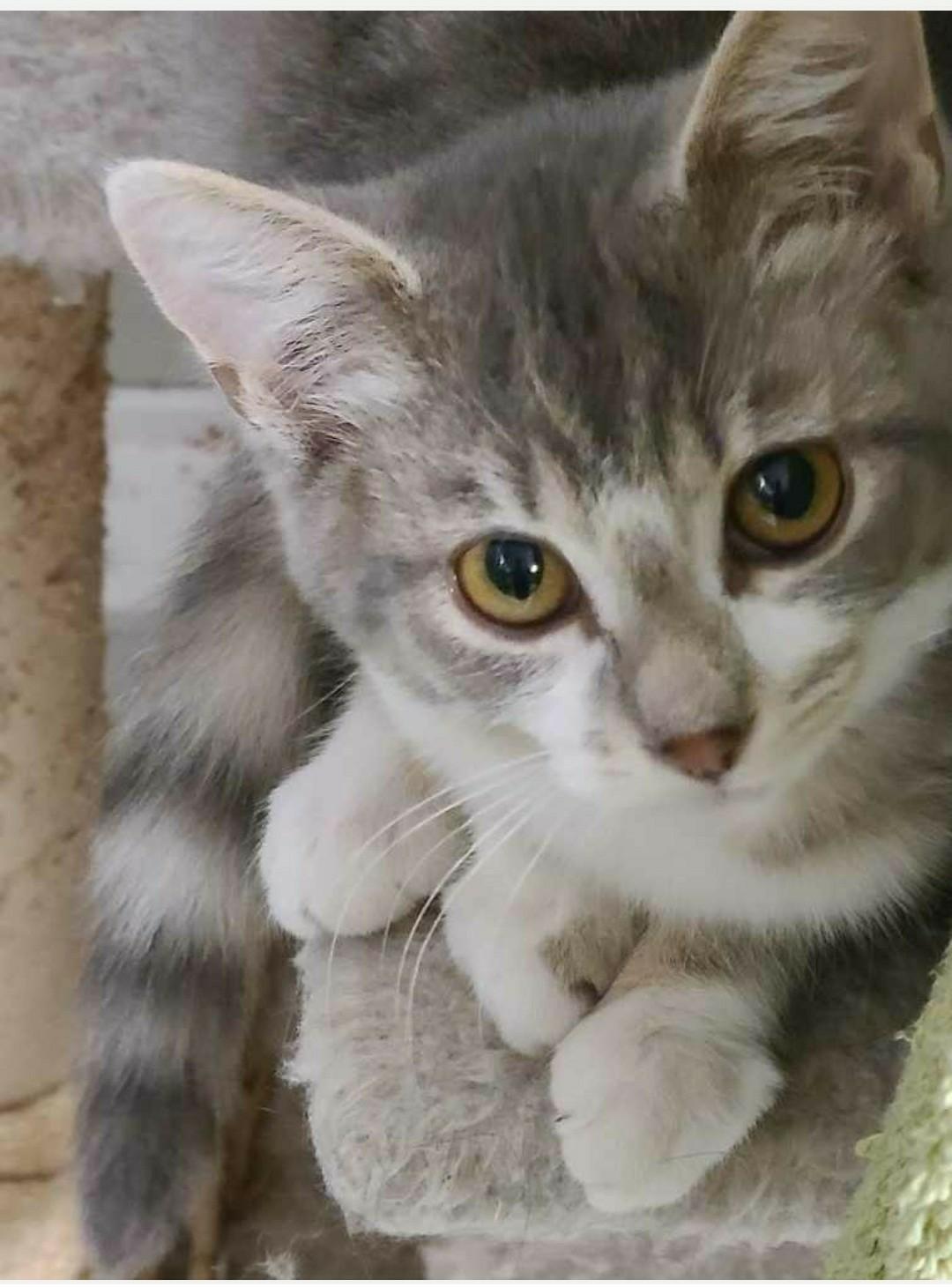 Louise, Adoptable, Young Female Domestic Short Hair.