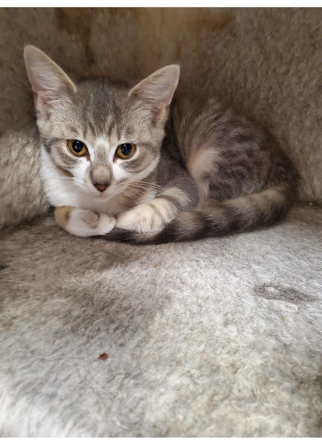 Enlarge Louise, a Adoptable mixed breed in Brighton, MI image 3/6