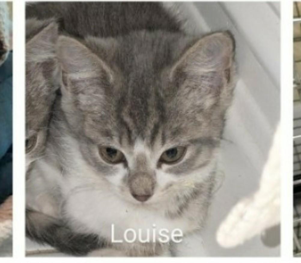 Enlarge Louise, a Adoptable mixed breed in Brighton, MI image 4/6
