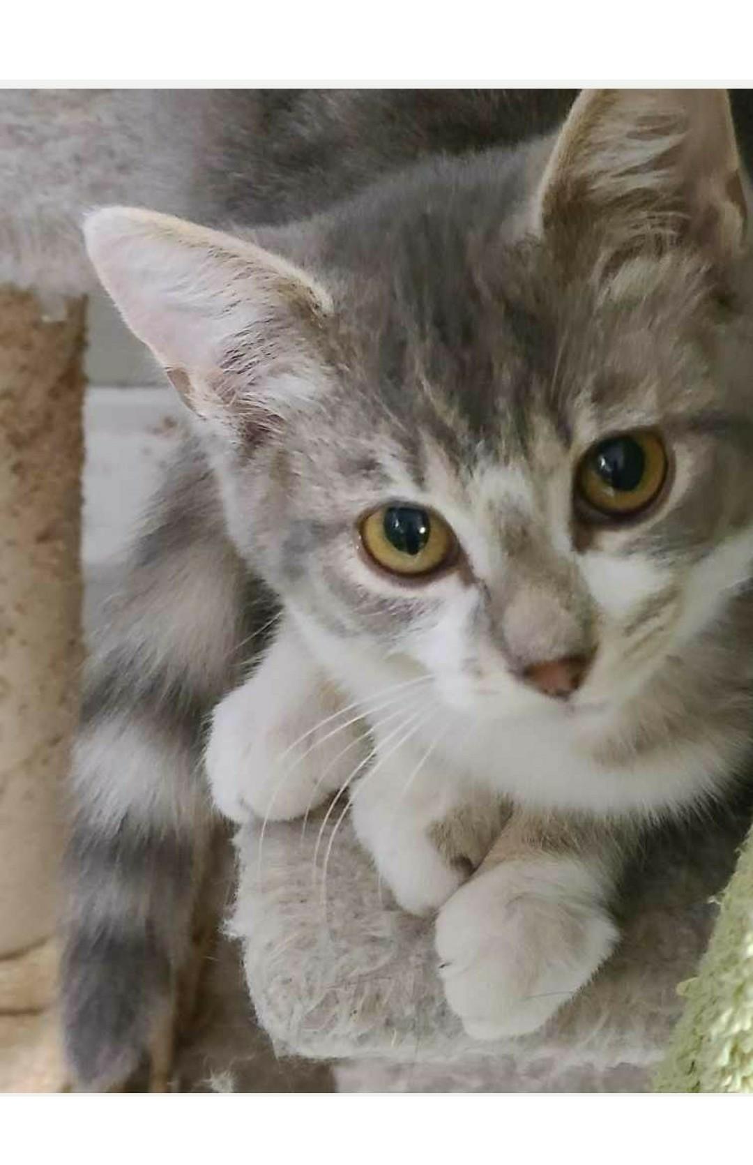 Enlarge Louise, a Adoptable mixed breed in Brighton, MI image 5/6