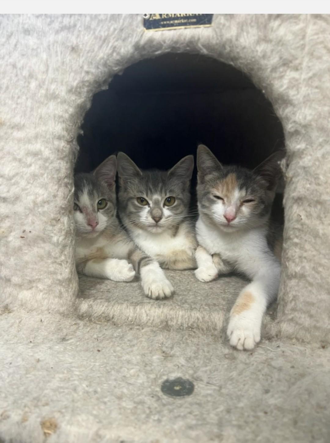 Enlarge Louise, a Adoptable mixed breed in Brighton, MI image 6/6