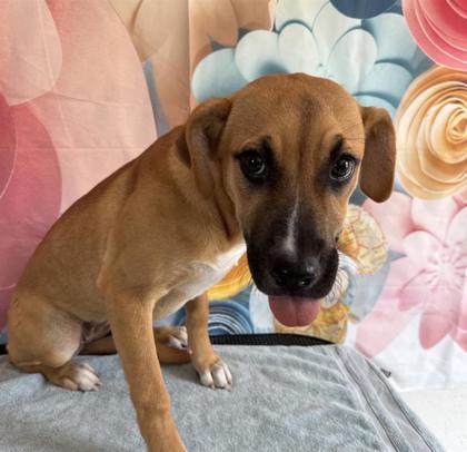 Enchantress — thumbnail 2