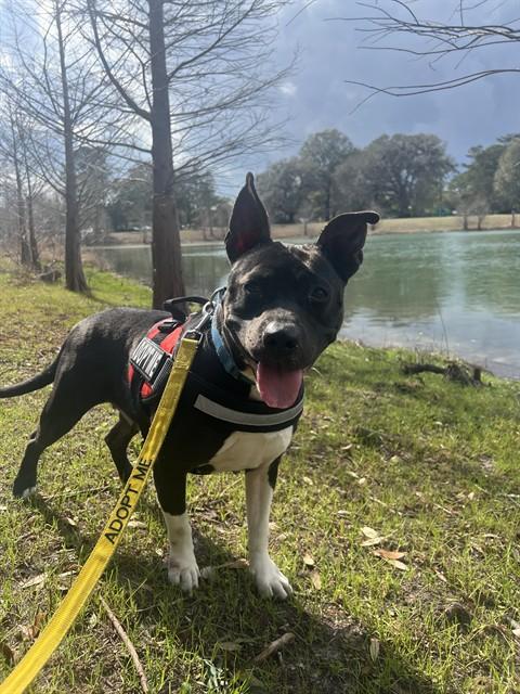 Enlarge BIG LADY, a Adoptable American Staffordshire Terrier in Tallahassee, FL image 1/1