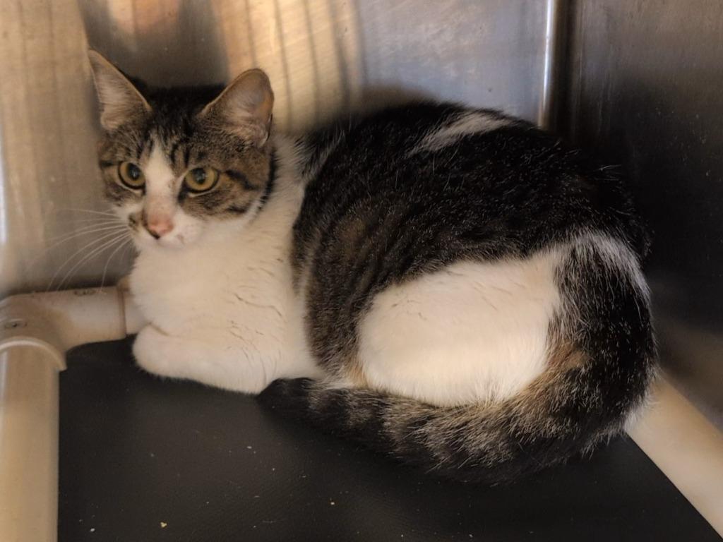 CK, Adoptable, Young Female Domestic Short Hair.