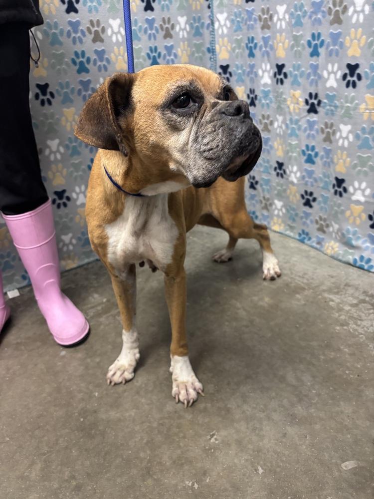 Dolly, Adoptable, Senior Female Boxer.