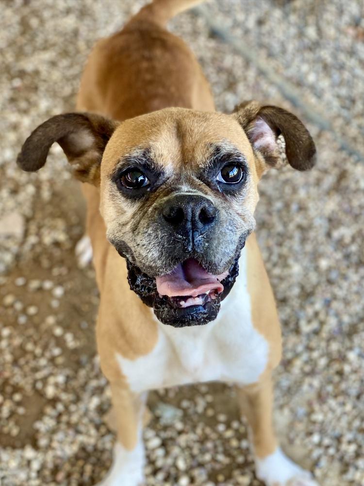 Dolly, a Adoptable Boxer in Hewitt, TX image 2/5