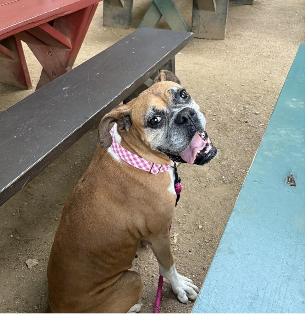Dolly, Adoptable, Senior Female Boxer.