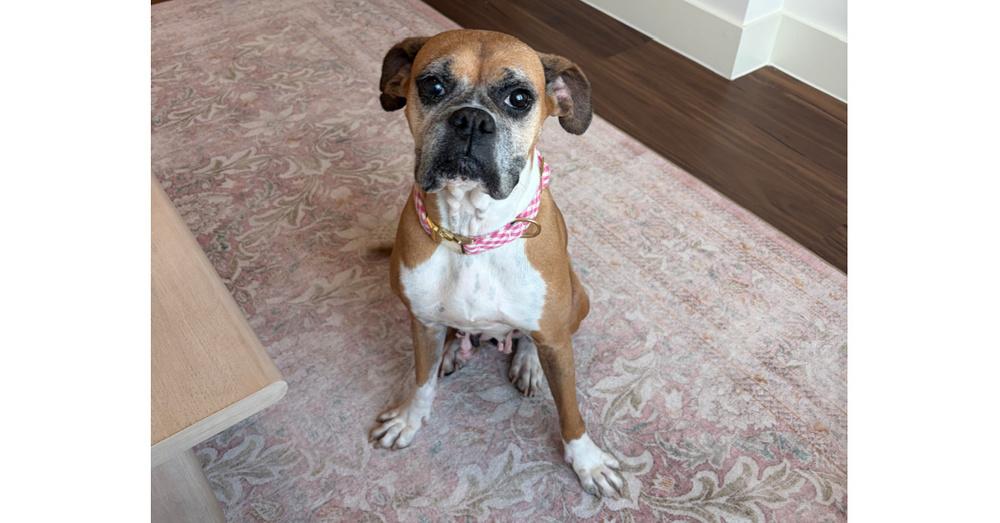 Enlarge Dolly, a Adoptable Boxer in Hewitt, TX image 2/6