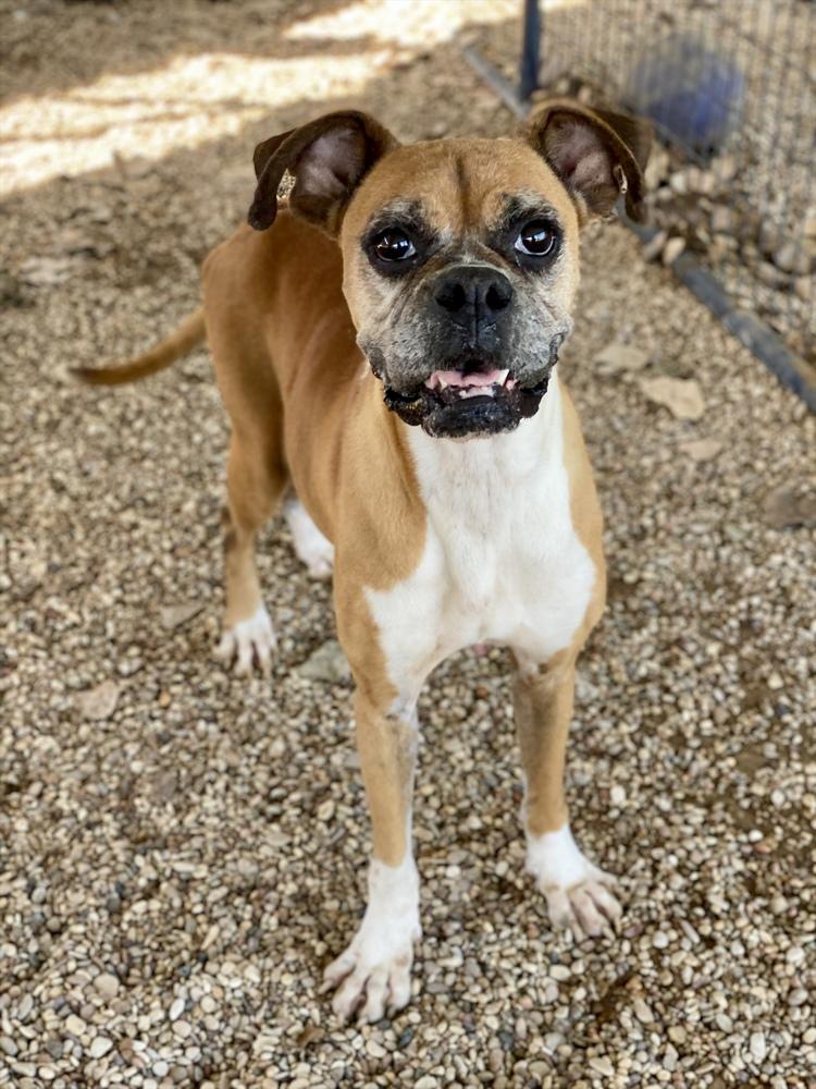 Dolly, a Adoptable Boxer in Hewitt, TX image 3/5