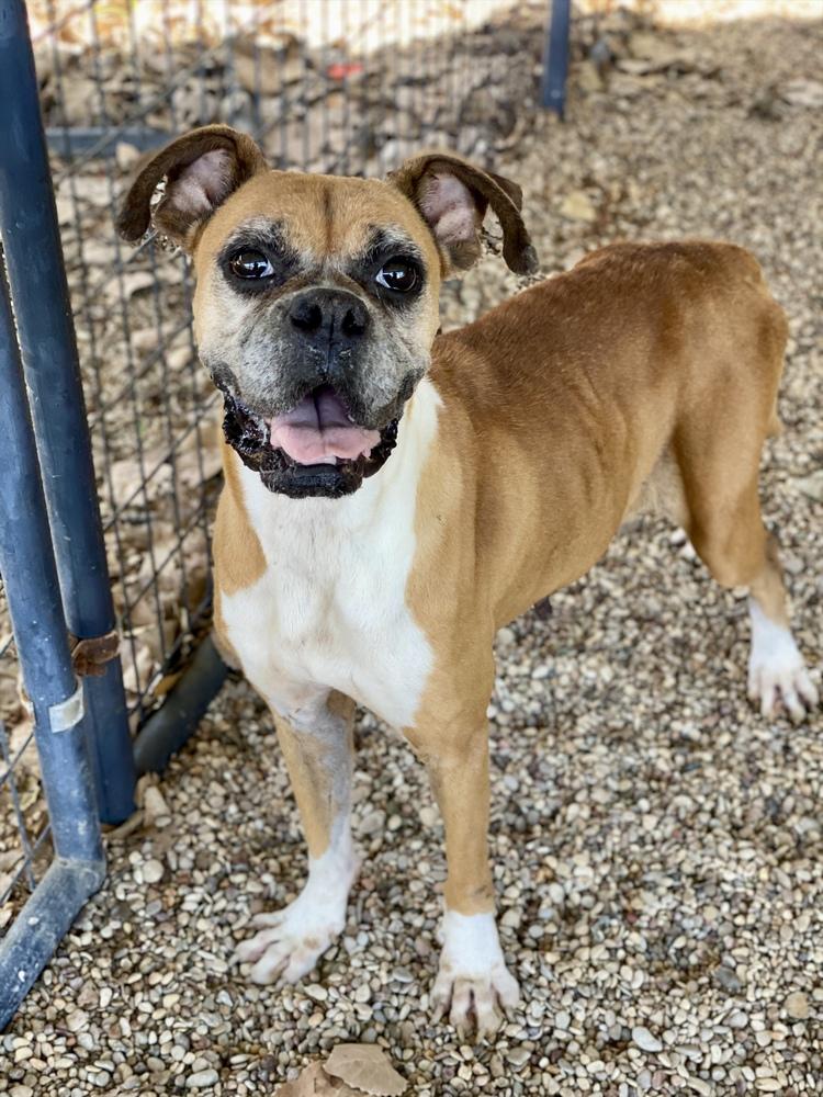 Dolly, a Adoptable Boxer in Hewitt, TX image 4/5