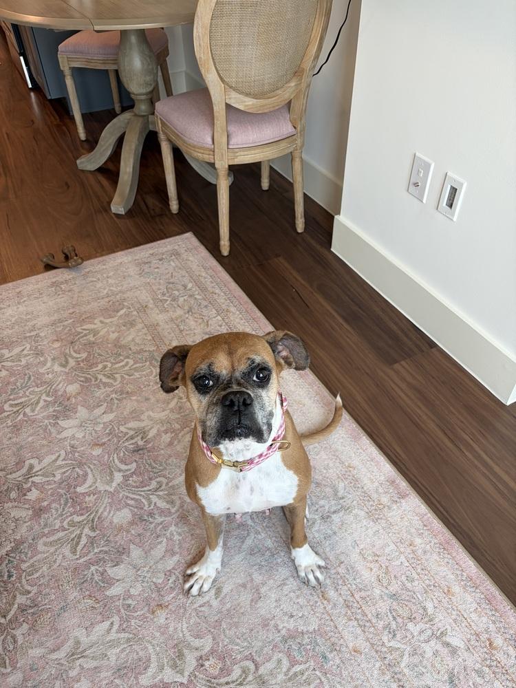 Enlarge Dolly, a Adoptable Boxer in Hewitt, TX image 4/6