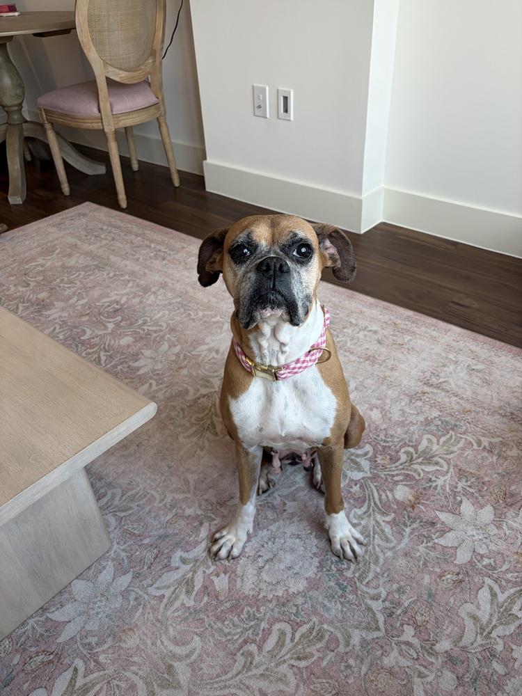 Enlarge Dolly, a Adoptable Boxer in Hewitt, TX image 5/6