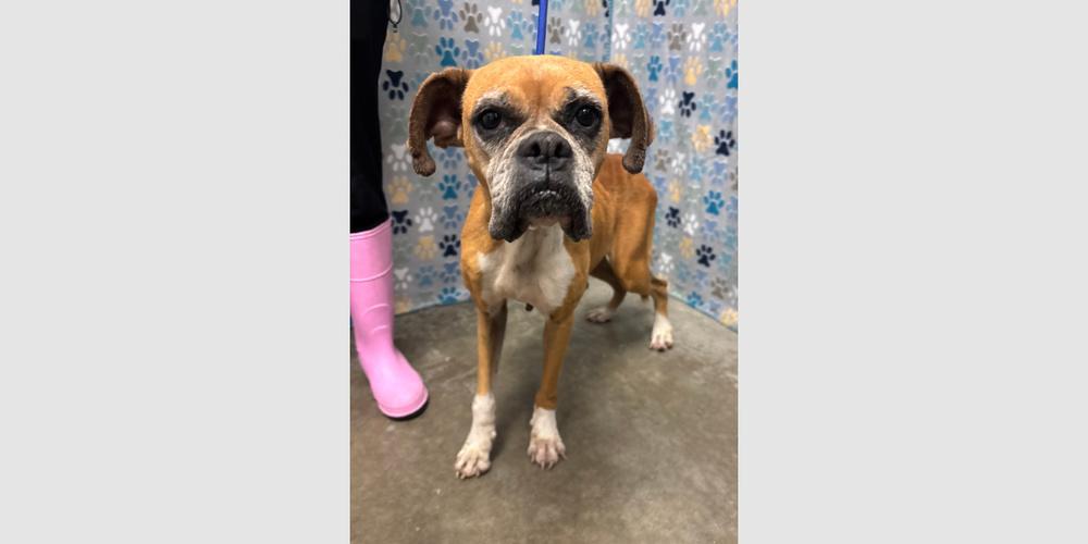 Dolly, a Adoptable Boxer in Hewitt, TX image 5/5