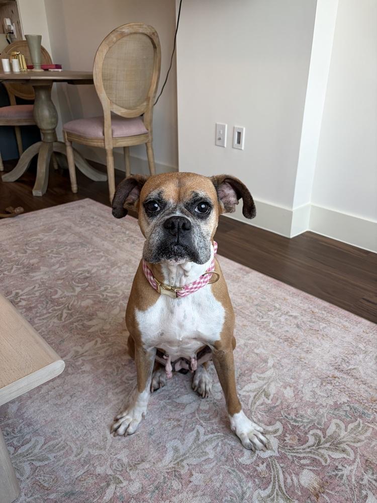 Enlarge Dolly, a Adoptable Boxer in Hewitt, TX image 6/6
