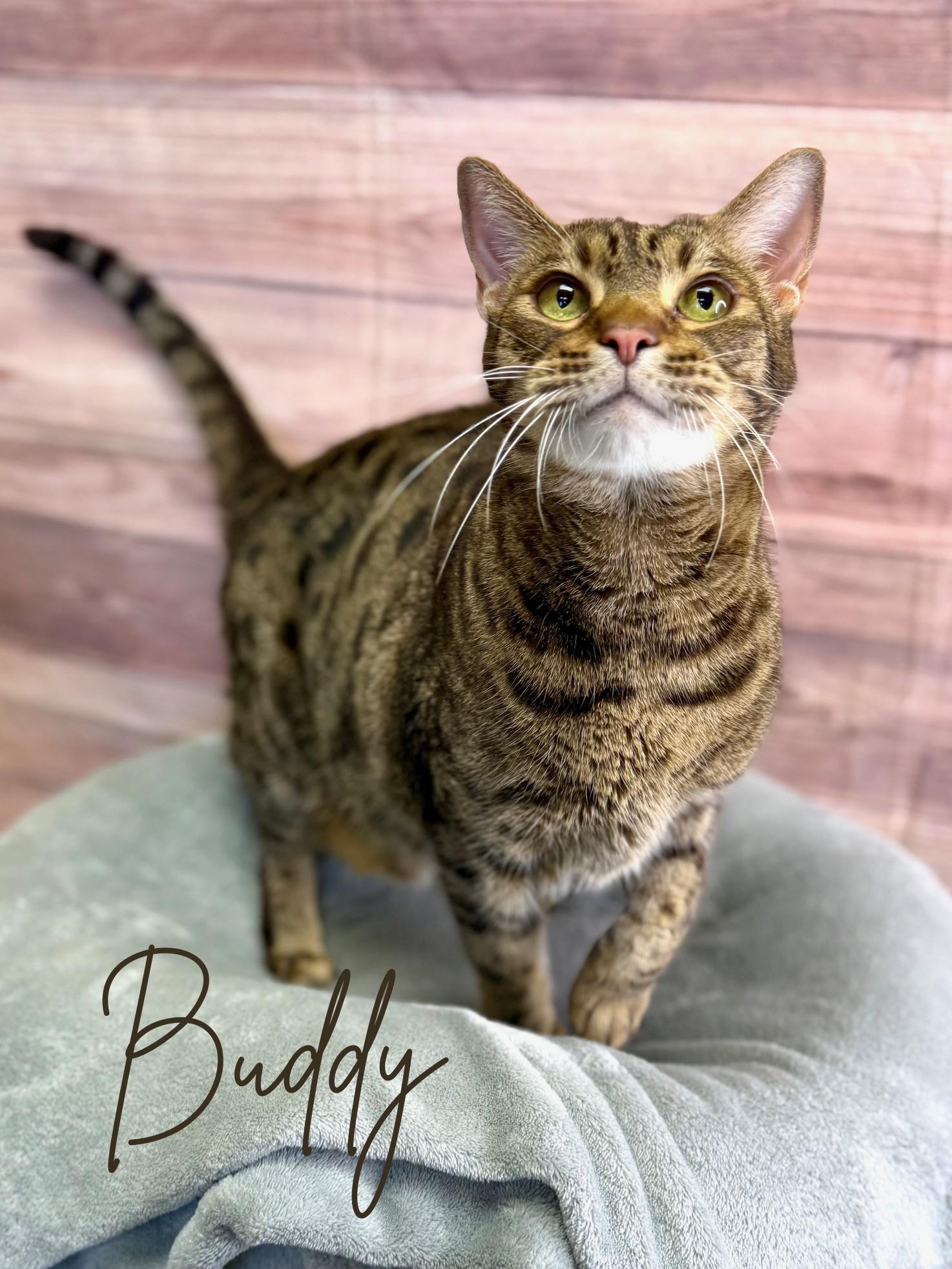 Buddy