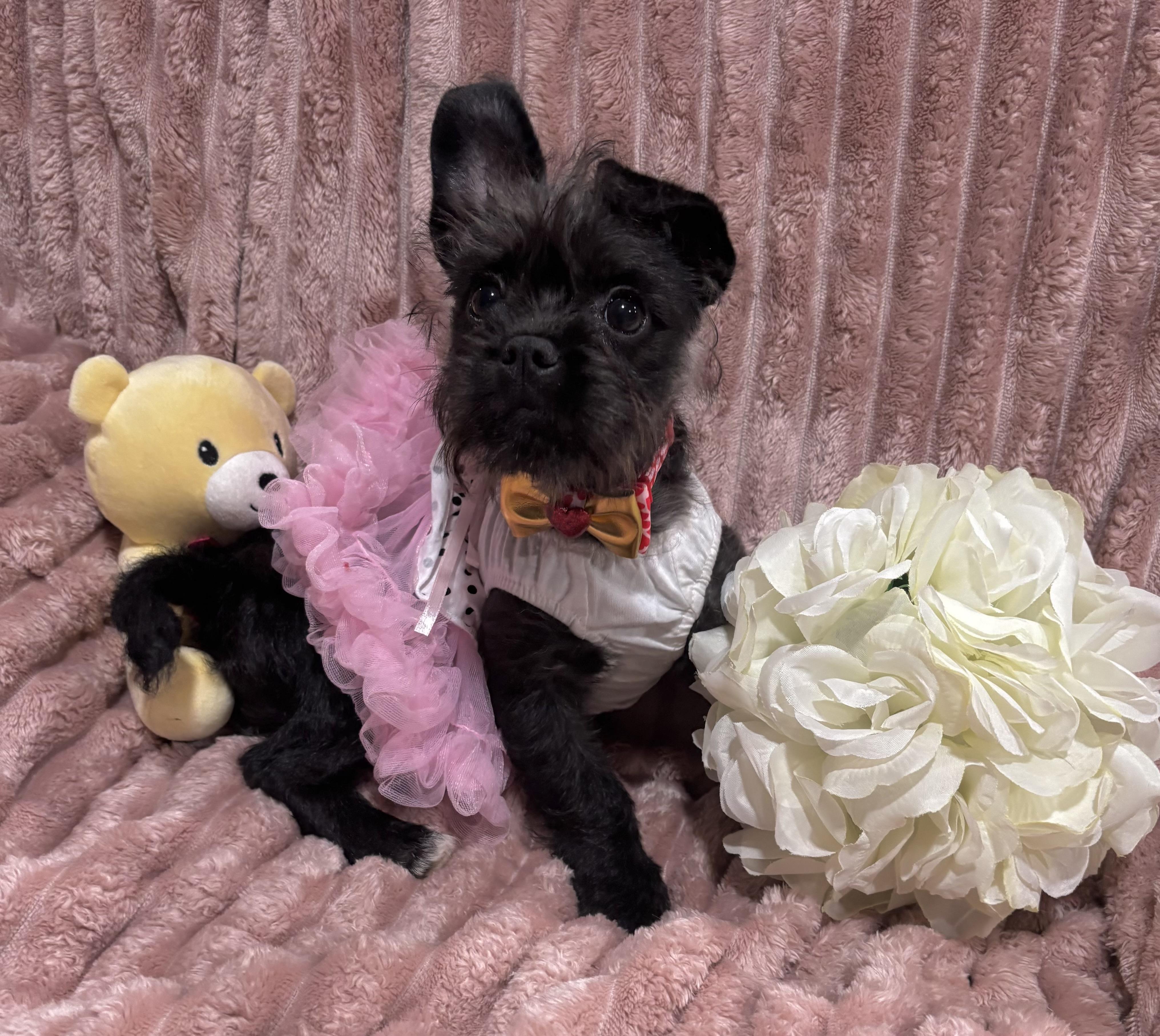 Enlarge Charlotte, a ADOPTABLE mixed breed in Foster, OR image 5/6