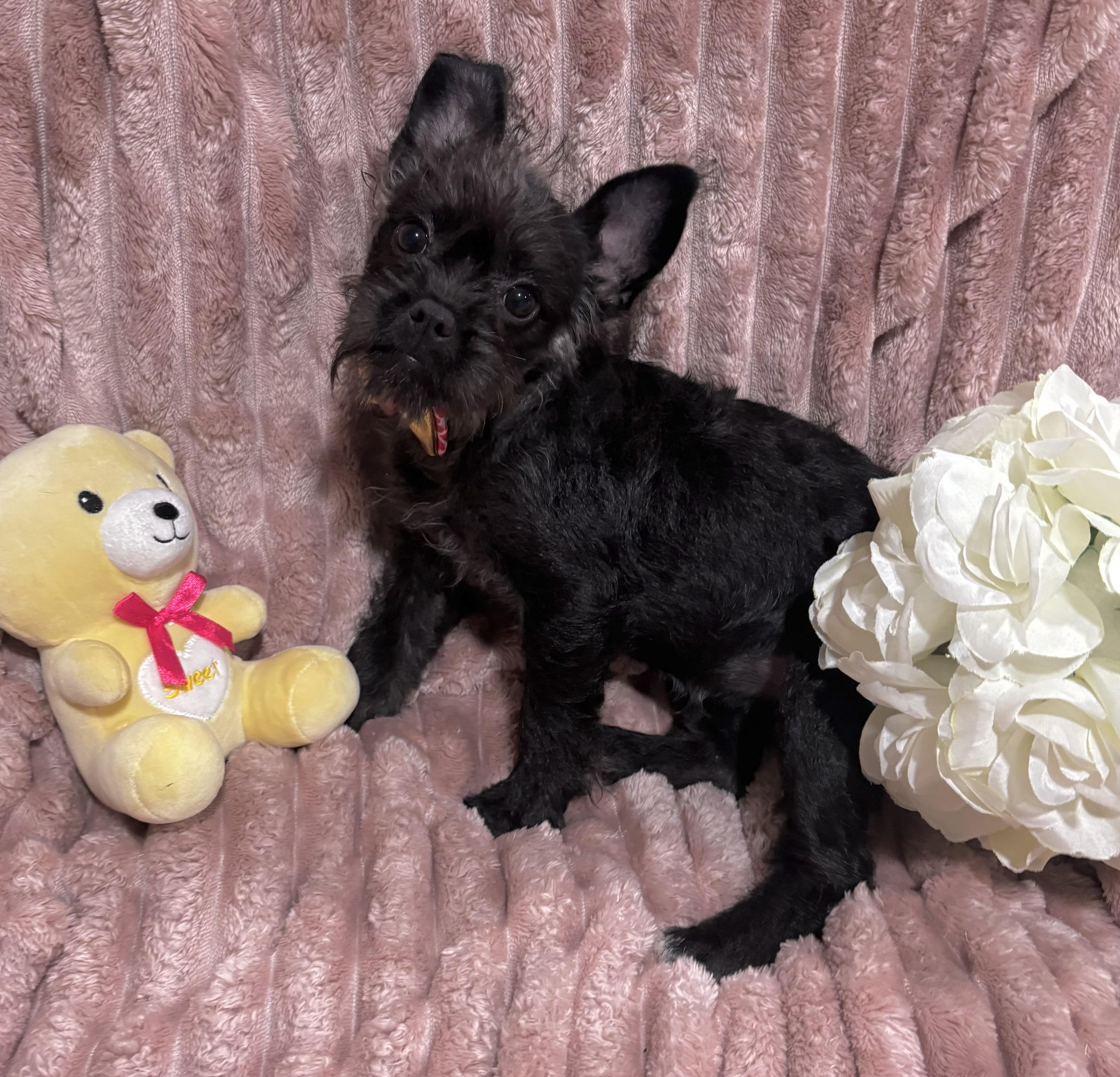 Enlarge Charlotte, a ADOPTABLE mixed breed in Foster, OR image 4/6