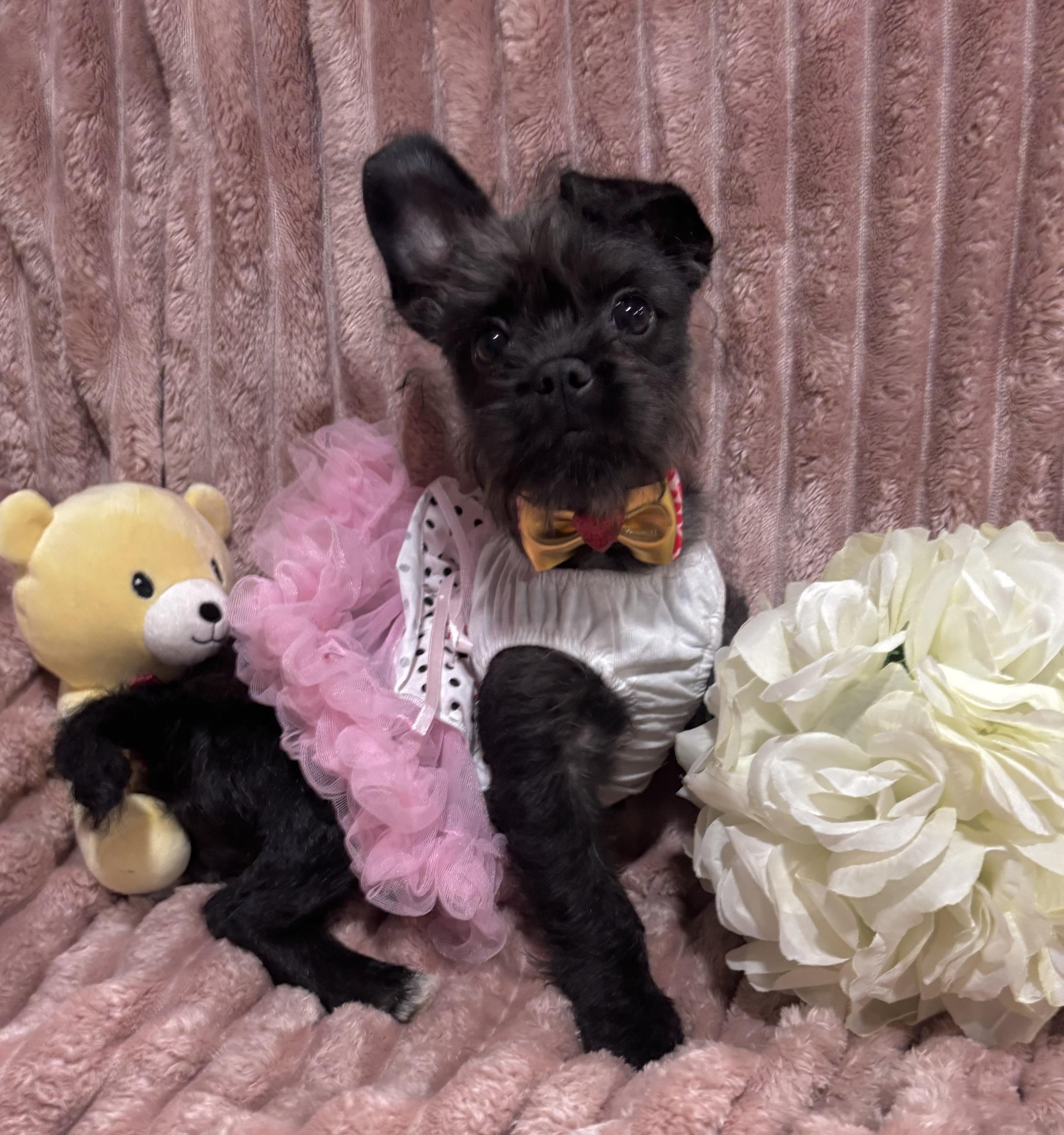 Enlarge Charlotte, a ADOPTABLE mixed breed in Foster, OR image 3/6