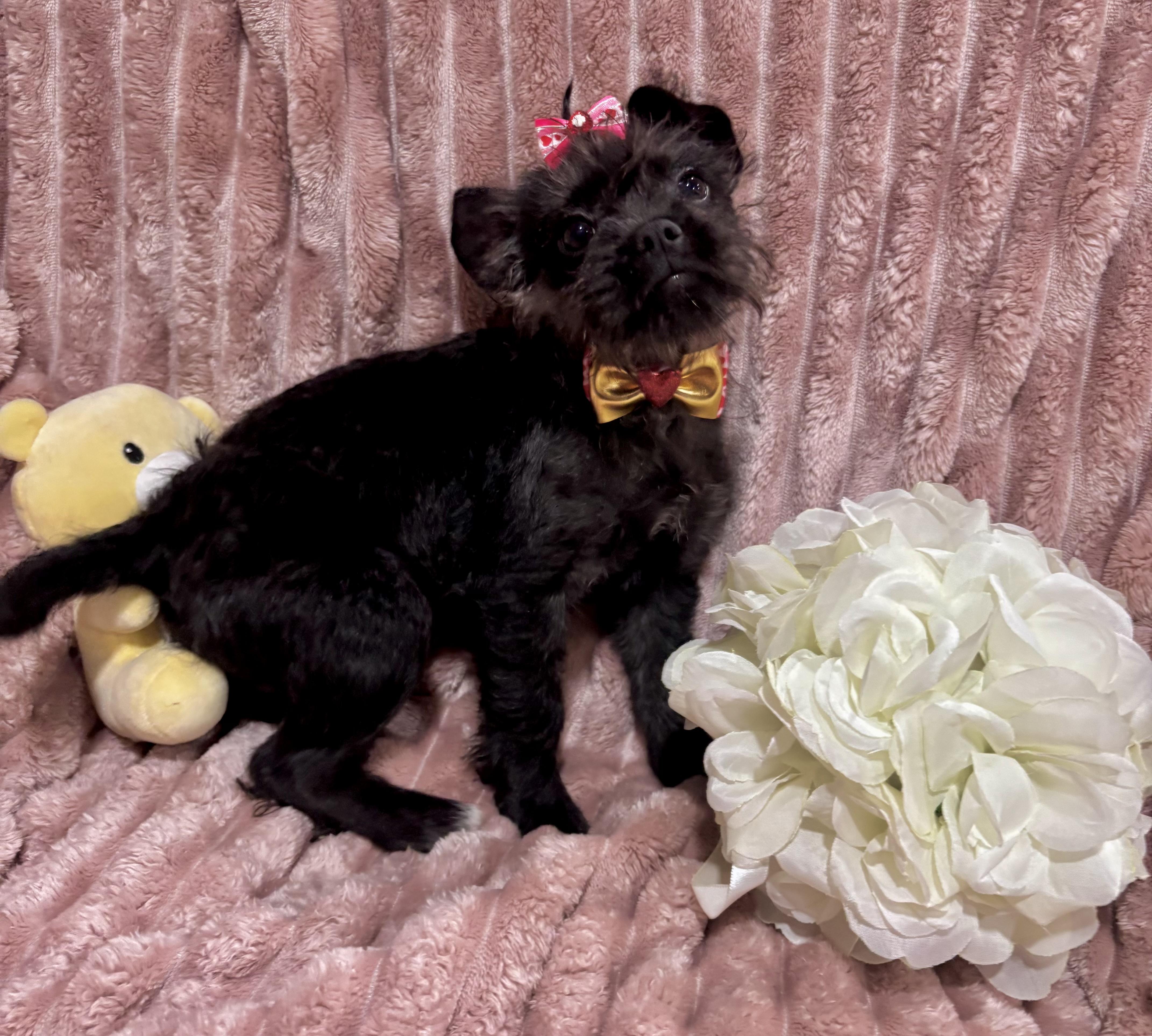 Enlarge Charlotte, a ADOPTABLE mixed breed in Foster, OR image 2/6