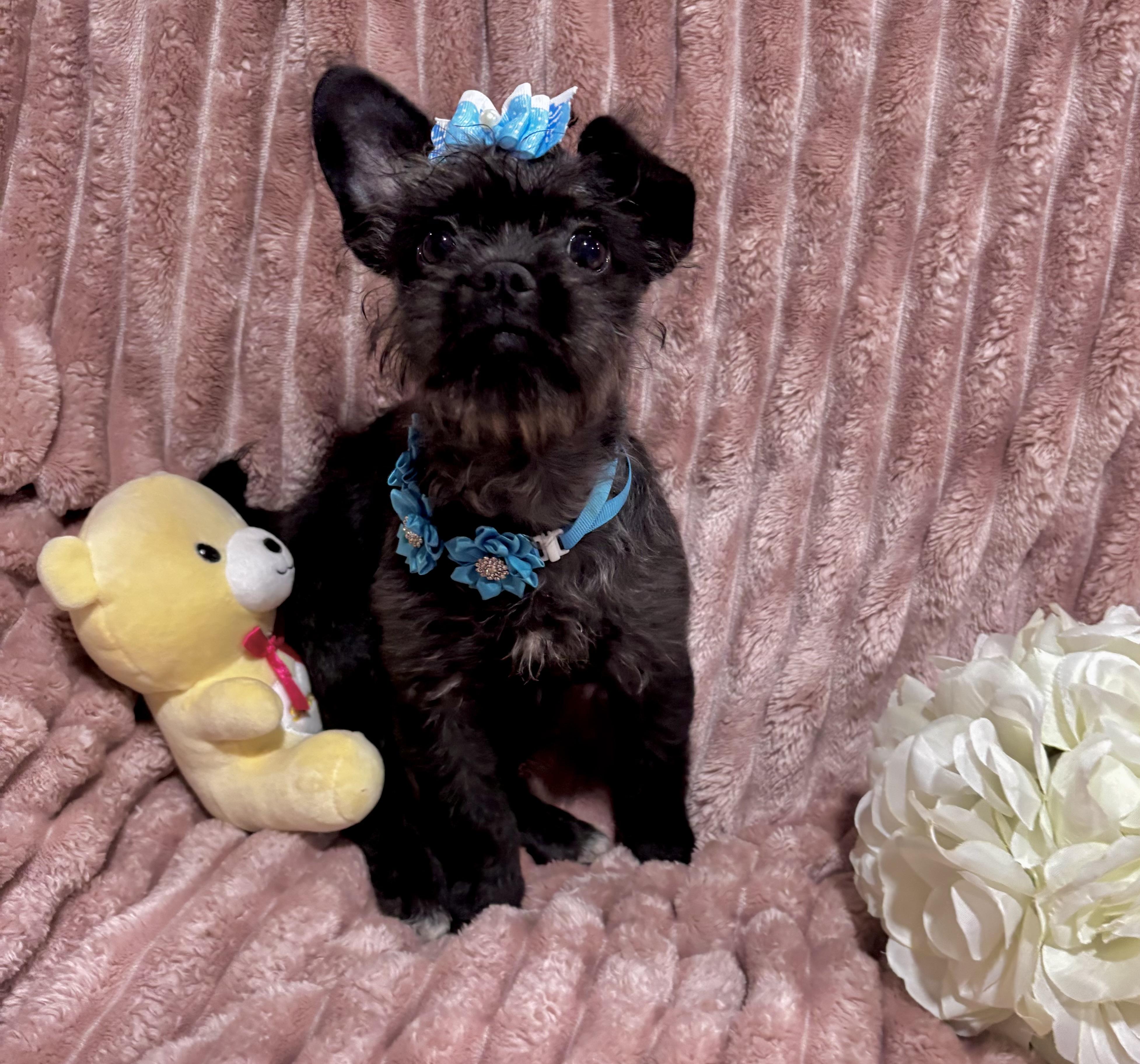 Charlotte, ADOPTABLE, Puppy Female Scottish Terrier & Terrier.