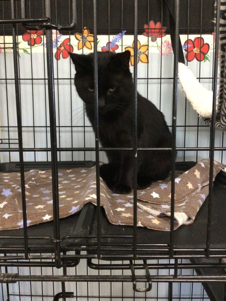 Enlarge Wayne, a Adoptable Domestic Short Hair in Logansport , IN image 1/2