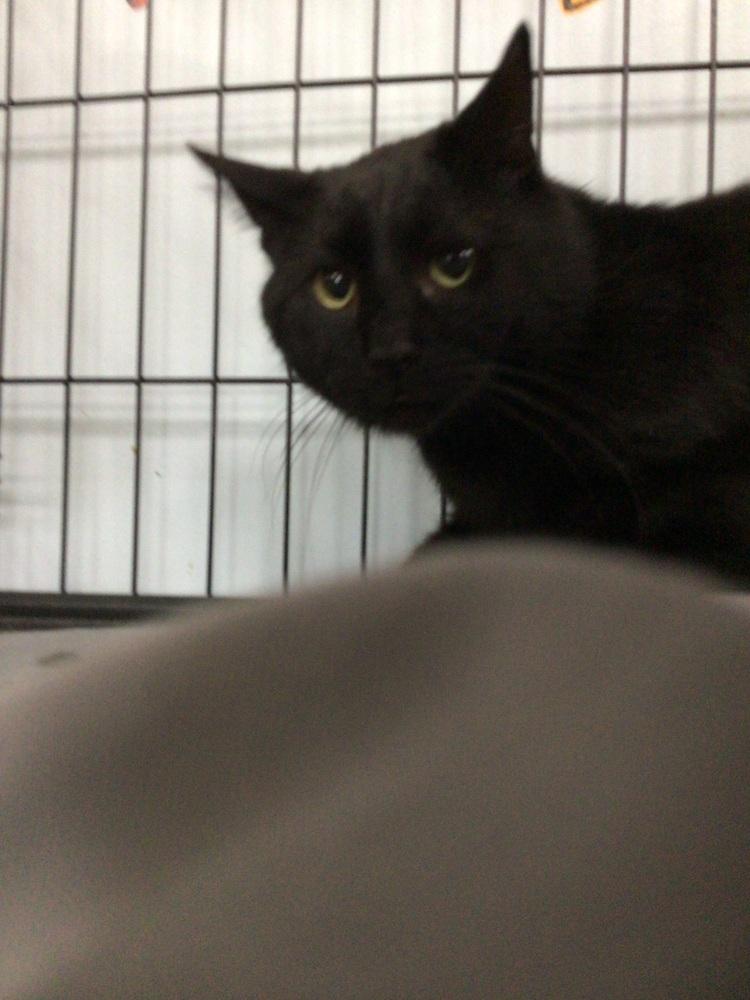 Enlarge Wayne, a Adoptable Domestic Short Hair in Logansport , IN image 2/2