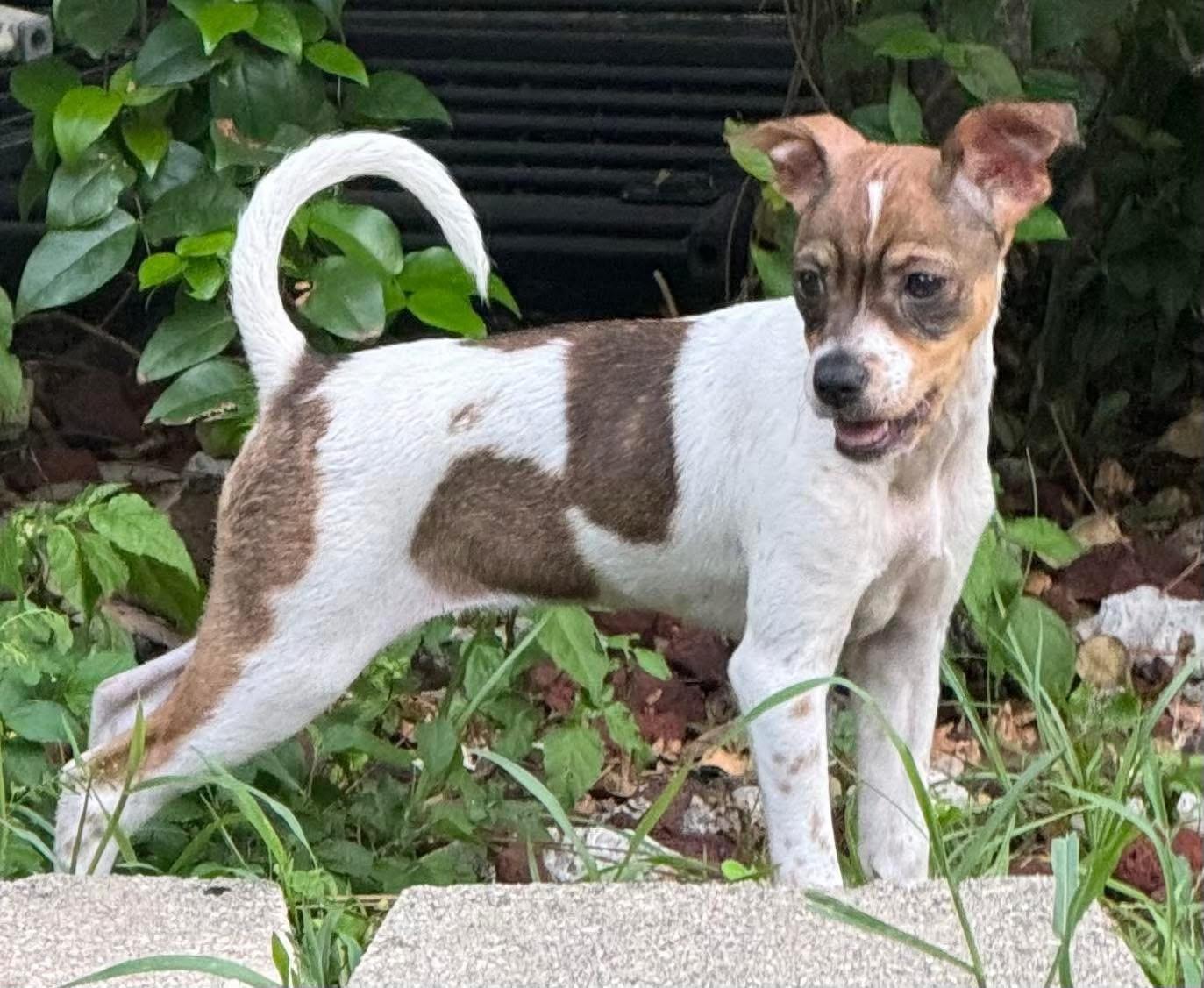 Enlarge LILO, a Adoptable mixed breed in Royal Palm Beach, FL image 2/2