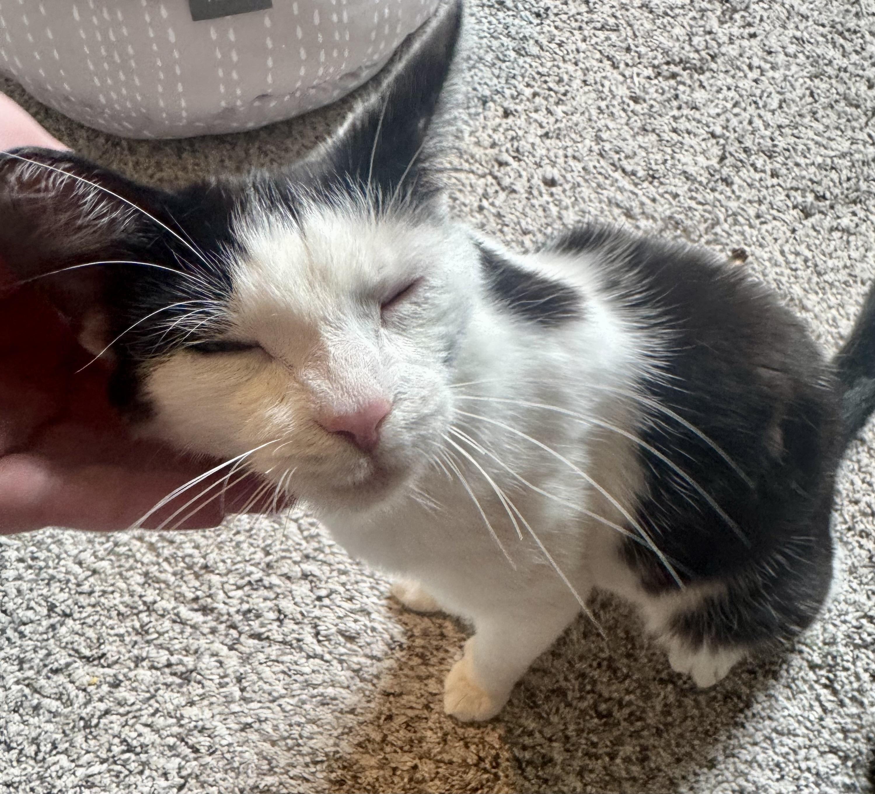Sophia, Adoptable, Young Female Domestic Short Hair.