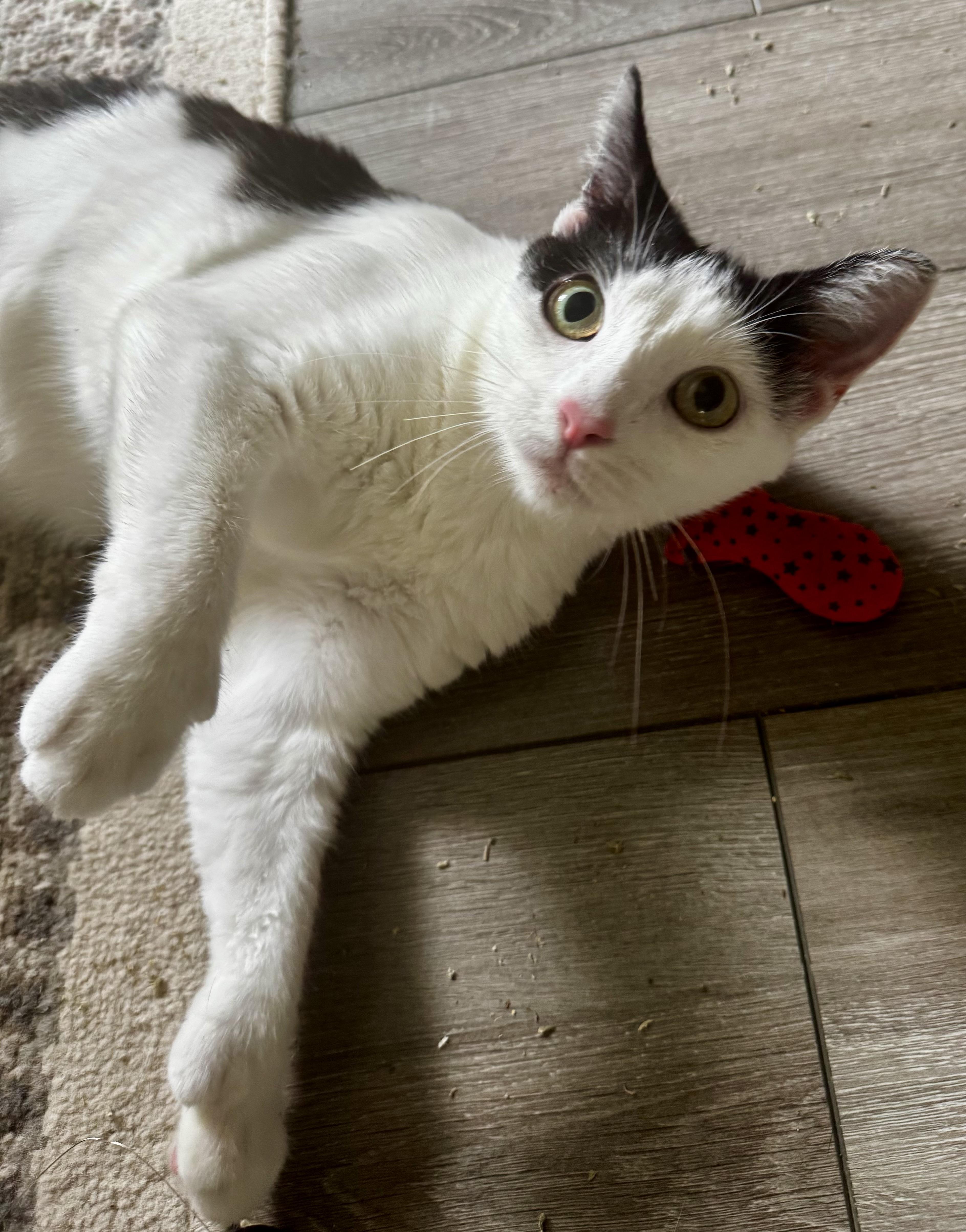 Enlarge Sophia, a Adoptable Domestic Short Hair in Bethel Park, PA image 2/6