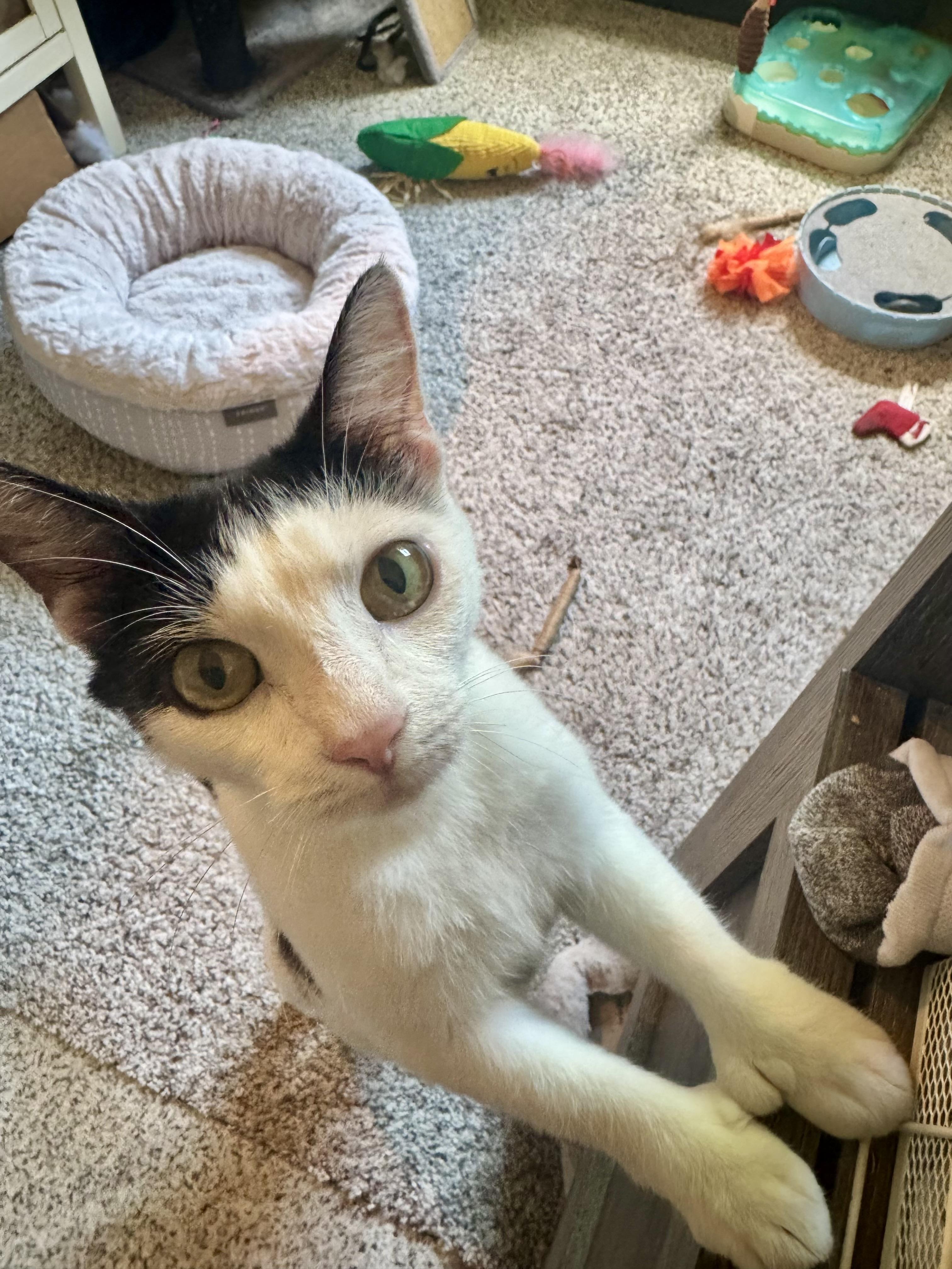 Enlarge Sophia, a Adoptable Domestic Short Hair in Bethel Park, PA image 3/6