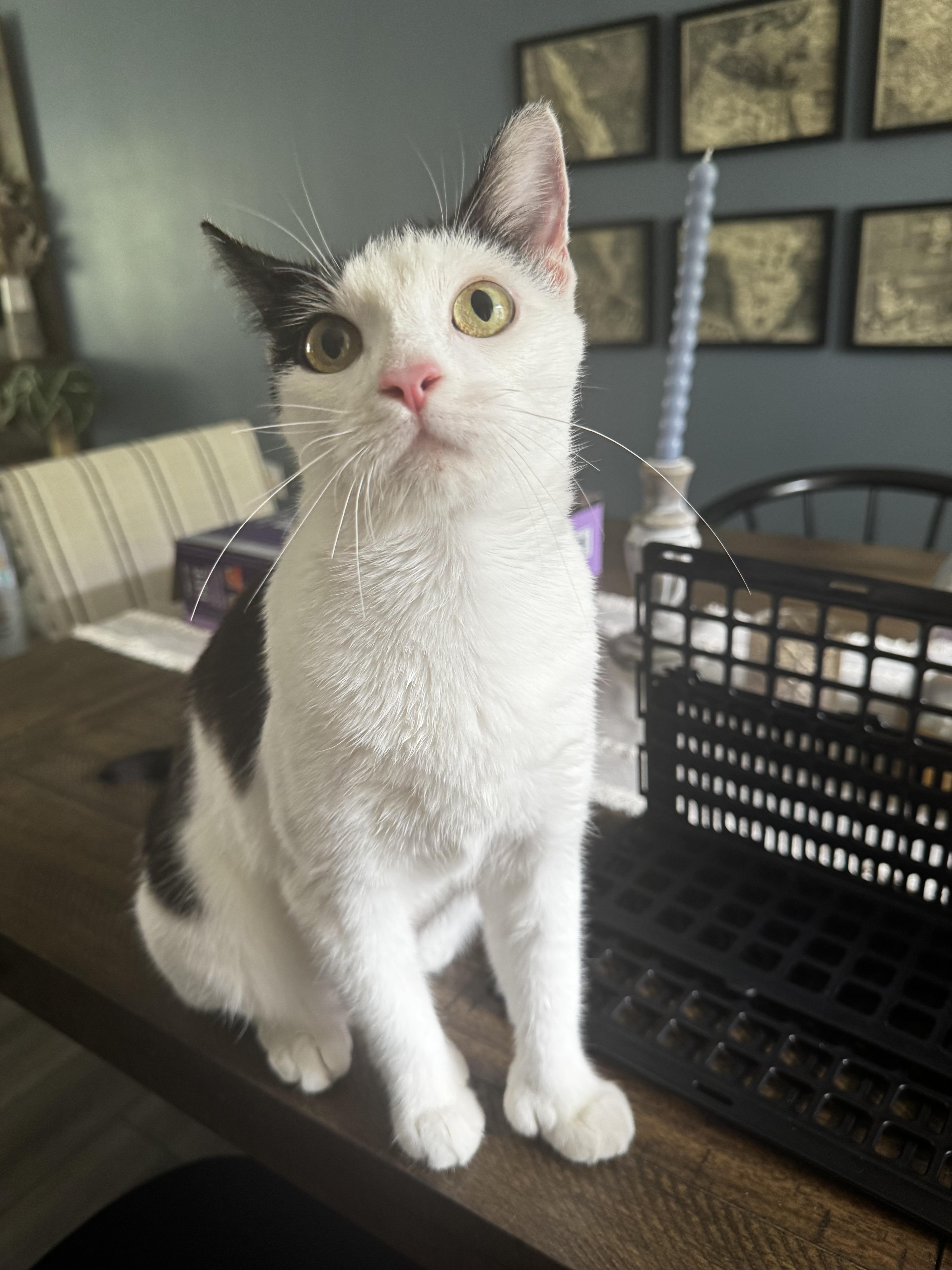 Enlarge Sophia, a Adoptable Domestic Short Hair in Bethel Park, PA image 4/6